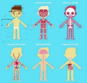 دانلود & quot؛ بدن من & quot؛؛ نمودار بدن سازمان بدنسازی آناتومی برای کودکان. کارتونی زیبا پسر کوچک و سیستم بدن خود را عضلانی،