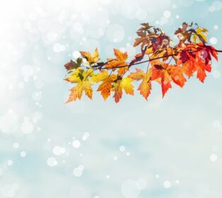 دانلود برگ های پاییز با پس زمینه آبی رنگ، زرد، برگ و شاخه های رنگارنگ قرمز و سبز روشن، تم های سقوط