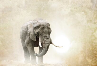 دانلود فیل آفریقایی راه رفتن در بیابان بیش از پس زمینه گرانج