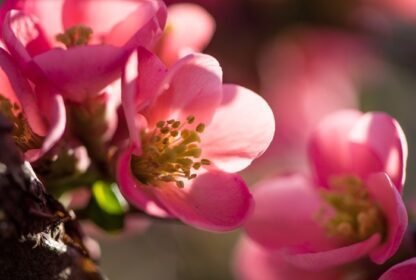 دانلود درخت شکوفه با گل های صورتی بهار. بهار روز آفتابی