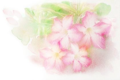 دانلود چکیده تصویر آبرنگی از شکوفه گل صورتی (کویر گل رز، گل لاله، گلدان آزیا). نقاشی آبرنگ بر روی کاغذ. آبرنگ گلدار