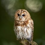 دانلود گربه روی سیمان در پارک می ماند