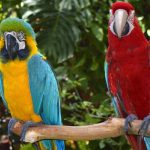 سبد خرید و پرداخت