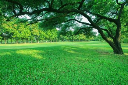 دانلود نور صبحگاهی زیبا در پارک عمومی با زمینه چمن سبز و چشم انداز گیاه تازه درخت سبز برای کپی کردن فضای چند منظوره