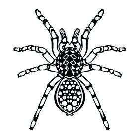 دانلود عنکبوت تلطیف شده Zentangle. حیوانات سیاه و سفید دست کشیده ابله. تصویر برداری الگو الگو