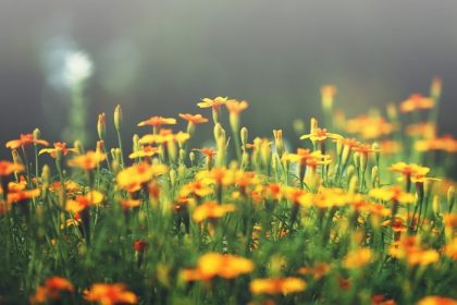 دانلود عکس های پاییزی در منزل در فضای باز گل های زیبا زرد در گلدان پارک در نور خورشید صبح نرم. پس زمینه طبیعت