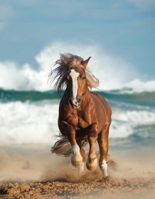 دانلود اسب پیشگام شاه بلوط در حال قدم زدن در کنار دریا
