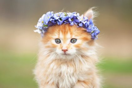 دانلود پرتره از بچه گربه قرمز کوچک با گلدان گل آبی بر روی سر خود