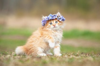 دانلود بچه گربه قرمز کوچولو با تاج گل گل آبی روی سرش