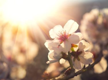 دانلود بهار گل های بهار گل پس زمینه. صحنه طبیعت زیبا با درخت شکوفهدار و تابش خورشید. روز آفتابی. باغ زیبا
