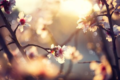 دانلود پس زمینه شکوفه بهار صحنه طبیعت زیبا با درخت شکوفهدار و تابش خورشید. روز آفتابی. گل های بهاری. باغ زیبا عبست