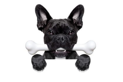 دانلود سگ بولگن فرانسوی گرسنه با استخوان بزرگ در دهان، پشت بنر خالی سفید یا تابلو، جدا شده بر روی زمینه سفید