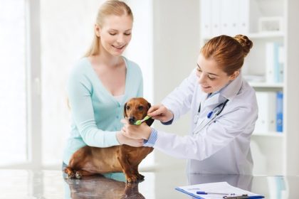 دانلود پزشکی، حیوان خانگی، حیوانات، مراقبت های بهداشتی و مفهوم افراد – زن خوشبخت با دچسند و دکتر دامپزشک دندان های سگ را با مسواک در درمانگاه دامپزشکی