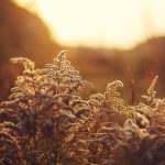 نقاشی کلاسیک زندگی بی جان مجلل 1661