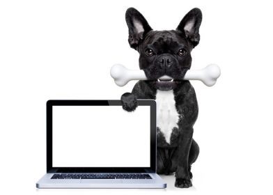 دانلود سگ بولگن فرانسوی گرسنه با استخوان بزرگ در دهان، پشت کامپیوتر خالص صفحه نمایش لپ تاپ کامپیوتر و یا صفحه نمایش، جدا شده بر روی زمینه سفید
