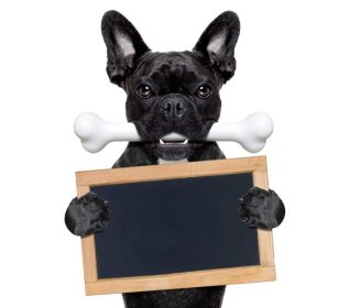 دانلود سگ بولگن فرانسوی گرسنه با استخوان بزرگ در دهان، برگزاری یک تخته سیاه یا تابلو خالی، جدا شده بر روی زمینه سفید