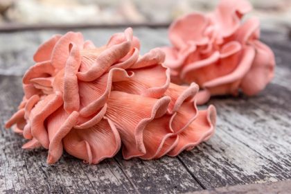 دانلود قارچ Oyster Pink در یک قاشق پس زمینه چوبی قارچ صورتی Oyster