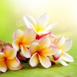 سبد خرید و پرداخت