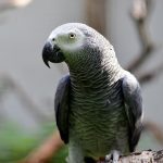 سبد خرید و پرداخت