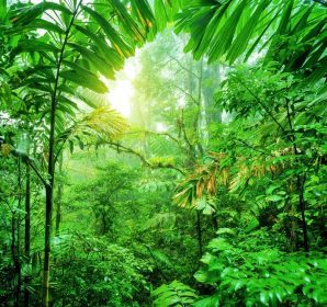 دانلود جنگل های تازه جنگل سبز، زمان تابستان، پارک ملی کاستاریکا، طبیعت شگفت انگیز وحشی آمریکای مرکزی
