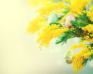 دانلود Bouquet of Mimosa Christmas Easter تعطیلات با تخم مرغ های رنگارنگ تزئین شده است. دسته گل بهار رنگ زیبا