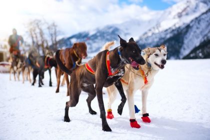 دانلود موشره در پشت سورتمه در مسابقه سگهای سورتمه در زمستان برف را پنهان می کند. کوه ها