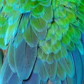 دانلود پس زمینه سبز و آبی از Macaw سبز بزرگ و یا Buffon پرنده macaw پرنده، بافت سبز و آبی خوب