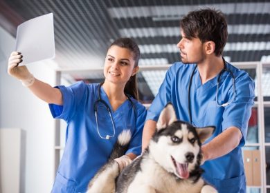 دانلود پزشکان دامپزشک با سگ در کلينيک دامپزشکي در حال بررسي اشعه ايکس سگ هستند
