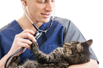 دانلود دامپزشک معاينه يک گربه تاببي را با استتوسکوپ جدا شده بر روي زمينه سفيد