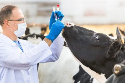 دانلود دامپزشکي حيوان را بر روي گاوهاي مزرعه معاينه مي کند