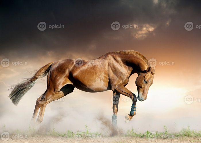 دانلود غرفه شاه بلوط جوان در حال غروب آفتاب غير وحشي است