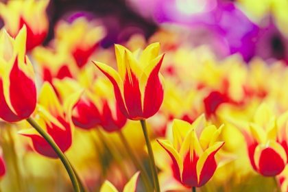دانلود لاله هاي گل زرد و قرمز در تخت گل گل بهار. عکس با لحظه فوري