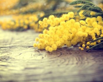 دانلود گل های بهاری میموزا روی میز چوبی. طراحی روز مادر یا طرح عید پاک. بهار عکس با تن