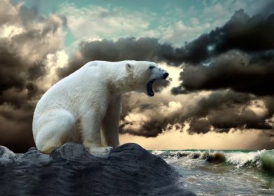 دانلود شکارچي خرس قطبي سفيد روي يخ در آب مي افتد