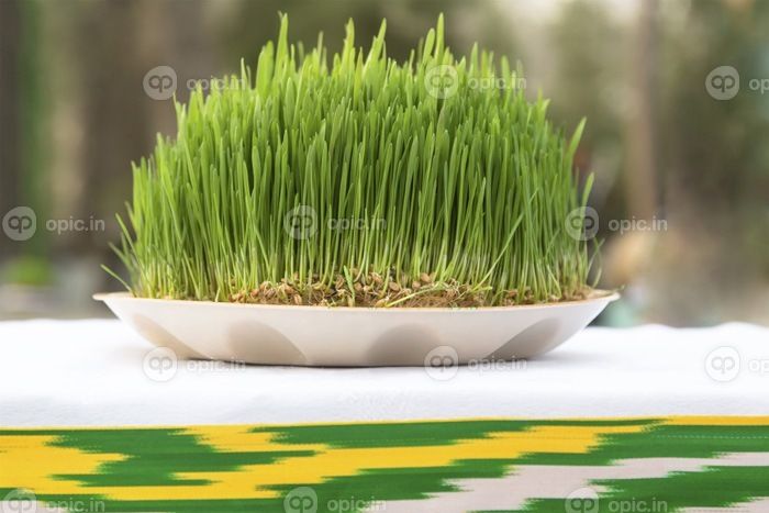 دانلود نمايي از سبزه – جوانه گندم جوانه زده نمادي است از تولد دوباره براي جشن نوروز