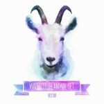 دانلود عکس دو بز خوردن