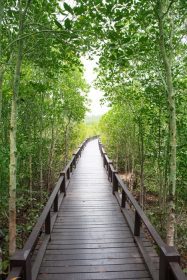 دانلود پل راه چوب در جنگل حرا طبيعي