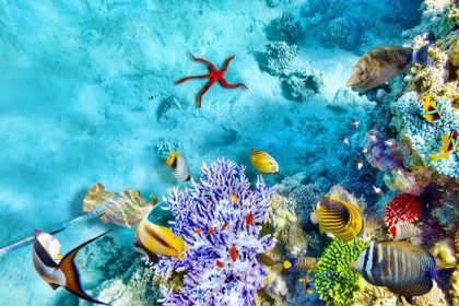 دانلود دنیای زیر آب شگفت انگیز و زیبا با مرجان ها و ماهی های گرمسیری_001