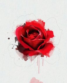 دانلود تصویر آبرنگ گل رز قرمز ، جدا شده بر روی یک پس زمینه سفید ، با عناصر طرح