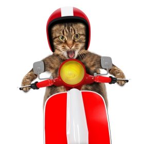دانلود گربه خنده دار رانندگی یک موتور سیکلت