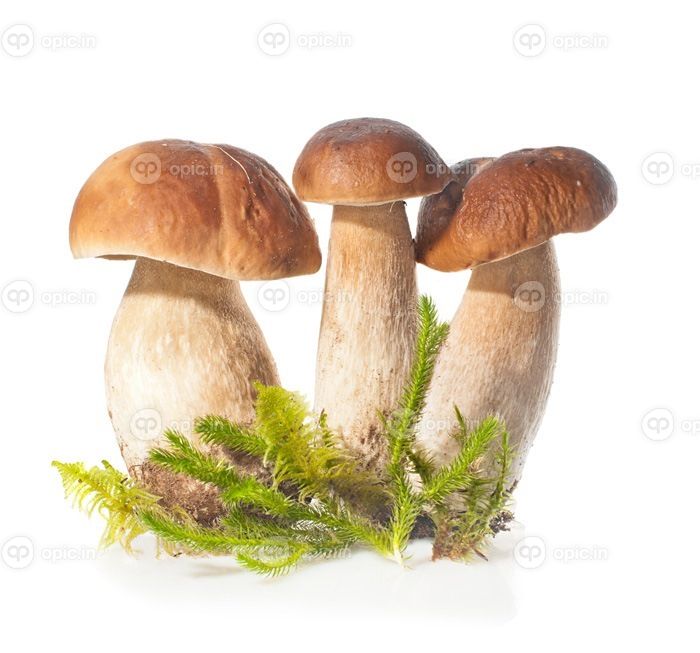 دانلود سه قارچ Boletus Edulis و خزه بر روی white