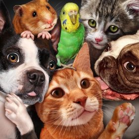 دانلود مفهوم گروه حیوان خانگی به عنوان سگها گربه ای را از همستر و رفیق جمع می کنند تا به عنوان نمادی برای مراقبت های دامپزشکی و افراد جمع آوری شوند