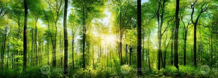دانلود پانوراما از یک جنگل زیبا از درختان برگریز برگ سبز با خورشید که پرتوهای نور خود را از طریق شاخ و برگ می گذارد