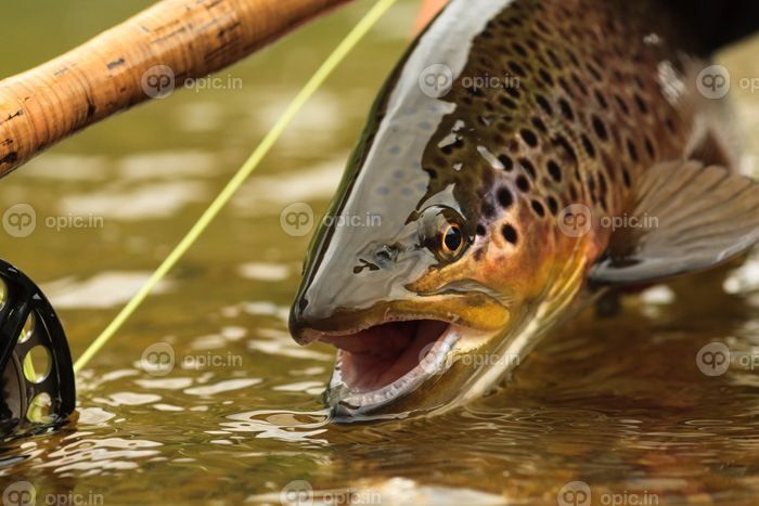 دانلود Snake River Brown Trout