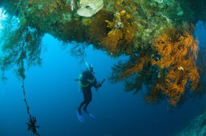 دانلود غواص غواصی kapoposang sulawesi اندونزی زیر آب