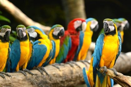 دانلود گروه پرهای زرد و آبی ماکاو (Big Macaw)