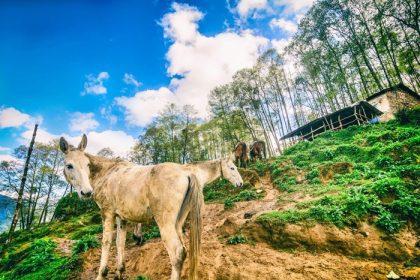 دانلود اسب های وحشی در هیمالیا ، نپال_003