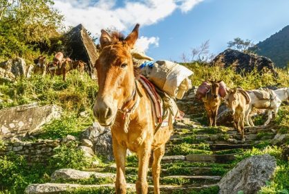 دانلود اسب ها در نپال