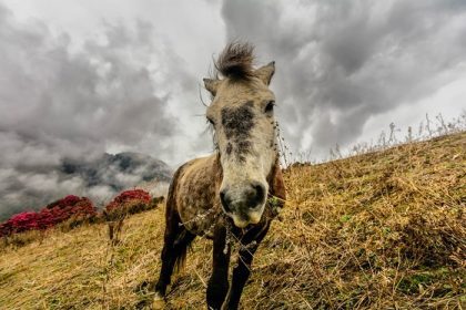 دانلود اسب های وحشی در هیمالیا ، نپال_002