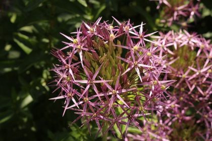 دانلود گلهای ستاره ایرانی (یا پیاز ایرانی) در اینسبروک اتریش. نام علمی آن Allium Albopilosum یا Allium Cristophii ، nativ است